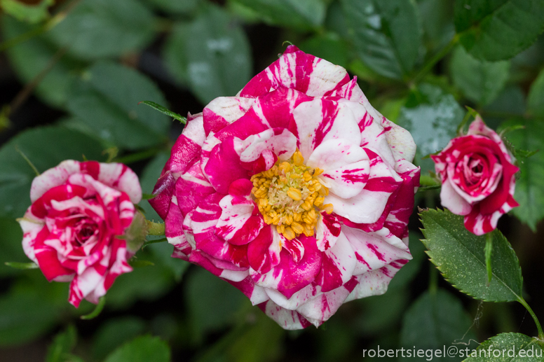 variegated rose